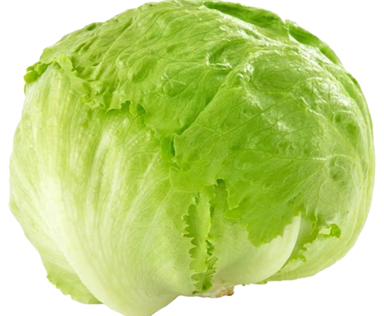 Lettuce Crisphead Iceberg Fresh