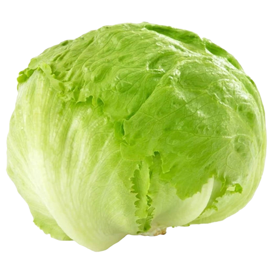 Lettuce Crisphead Iceberg Fresh