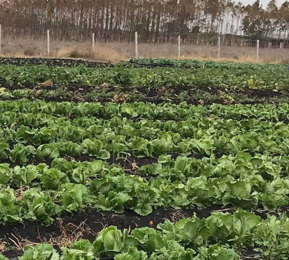 grow organically
