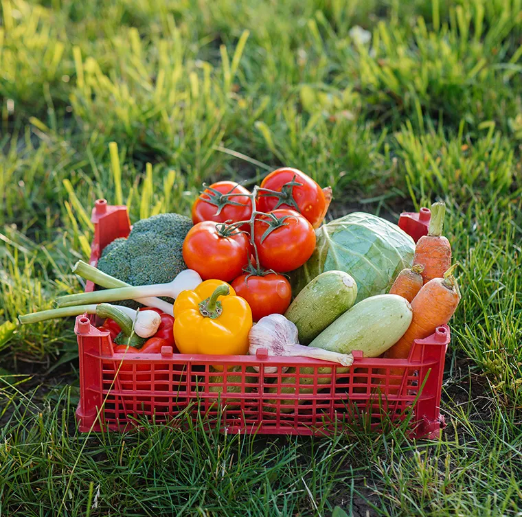 organically grown food